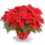 Tips: Caring For Your Poinsettia